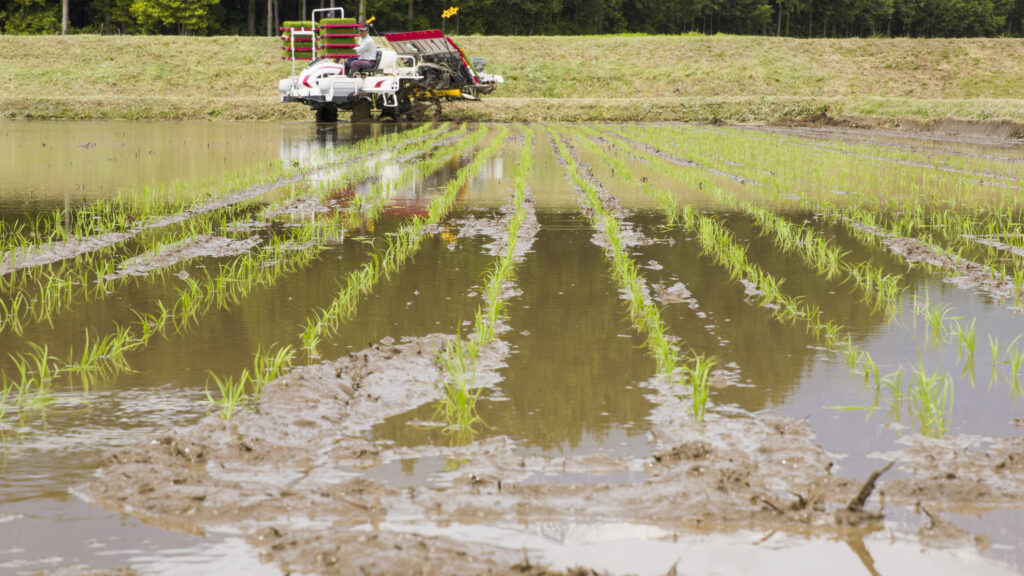 rice paddy field